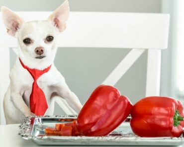 Along with an addictive crunch and fresh taste, bell peppers tout a rainbow of health benefits! Find out how to feed these sweet peppers to your pooch.