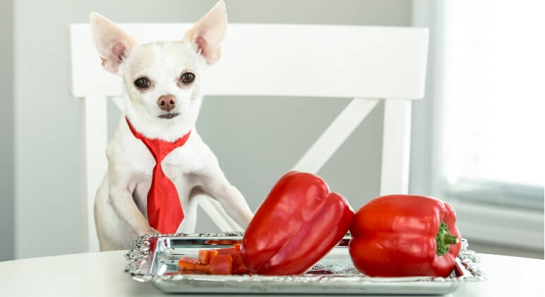 Can Dogs Eat Food With Pepper? 2