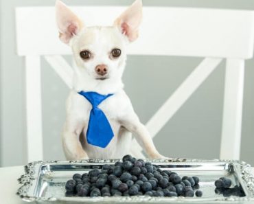 Packed with antioxidants, vitamins, and minerals, blueberries are one of the most nutrient-dense berries. But, can dogs eat blueberries? Find out! 