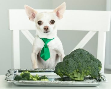 Broccoli is a low-calorie, nutrient-dense, cruciferous vegetable. While it's clear this green veg is great for us humans, can dogs eat broccoli? Find out!