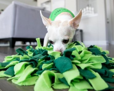 A snuffle mat is a popular nose work, brain game for dogs. Find out the many benefits. Plus, watch the tutorial to find out how you can make one at home!