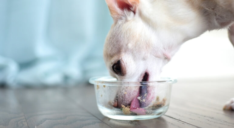 What happens if your dog eats too fast?