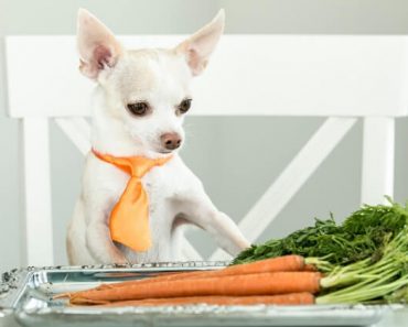 Loaded with antioxidants, fiber, vitamins, and minerals, carrots are a great addition to diet. But, can dogs eat carrots too? Find out!