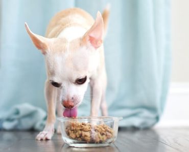 Is your dog a speed eating? Find out the problems eating too quickly, the common causes of such behavior, and tips to slow down your dog.