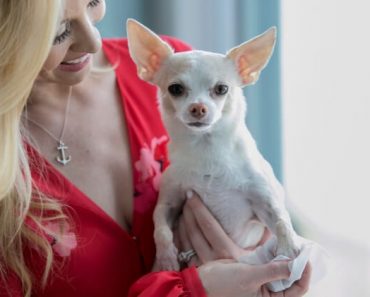 Like us, dogs can suffer from seasonal allergies. Discover the common signs your dog is suffering from seasonal allergies and tips to ease their discomfort.