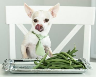 For many, green beans are a dinnertime staple. Not only are they tasty, but they're loaded with key nutrients. Can dogs have them too? Find out!