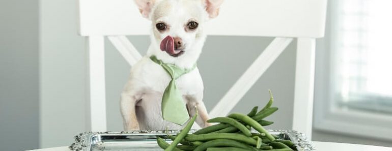 For many, green beans are a dinnertime staple. Not only are they tasty, but they're loaded with key nutrients. Can dogs have them too? Find out!