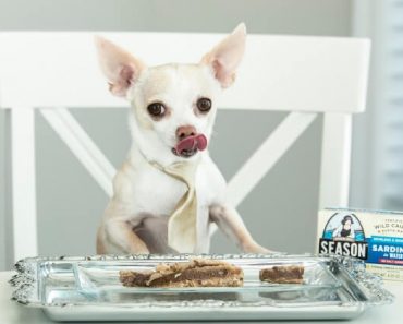 Sardines are a tiny fish with a big nutrient profile! They're called one of the most nutrient-dense foods on the planet. See the many benefits for dogs!