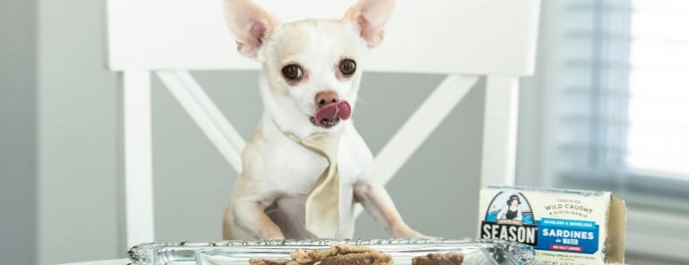 Sardines are a tiny fish with a big nutrient profile! They're called one of the most nutrient-dense foods on the planet. See the many benefits for dogs!
