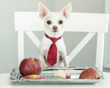 Will an apple a day keep the doggy doctor away? Find out the many health benefits of apples for dogs. Plus, proper feeding tips!