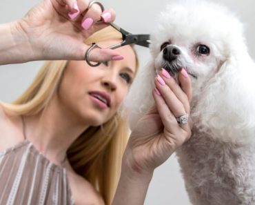 Looking to give your pooch a haircut? Before you bust out the buzzers, check out this basic dog grooming tutorial for useful tips and techniques.