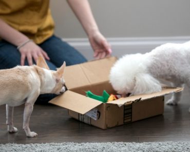 Looking for an easy way to mentally stimulate your pooch? Check out this DIY busy box dog toy. It takes a few minutes to throw together and dogs love it!