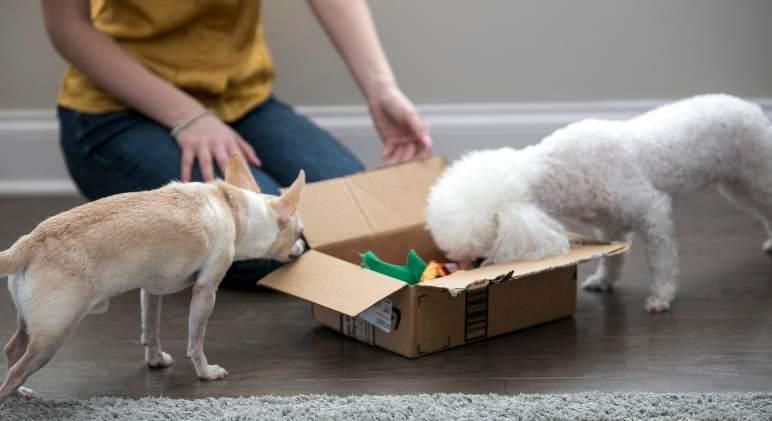 Looking for an easy way to mentally stimulate your pooch? Check out this DIY busy box dog toy. It takes a few minutes to throw together and dogs love it!