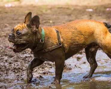 In this article, we'll go over what Leptospirosis is, how dogs contract it, warning signs and symptoms, treatment, and prevention tips! 