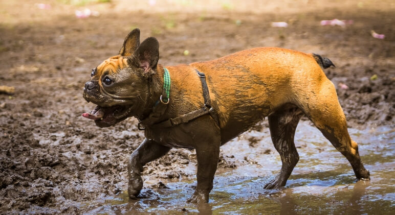 In this article, we'll go over what Leptospirosis is, how dogs contract it, warning signs and symptoms, treatment, and prevention tips!