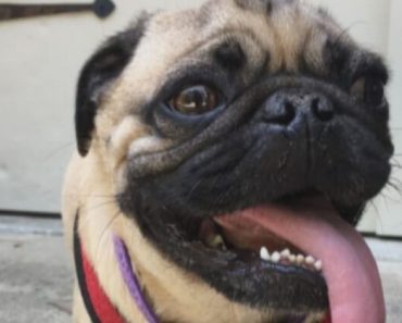 A pet dog in North Carolina has tested positive for coronavirus. The pug named Winston is believed to be the first canine case in the U.S.