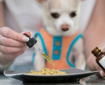 When it comes to dog allergies, experts say CBD oil proves extremely effective. To understand why, we must first dive into the Endocannabinoid System.