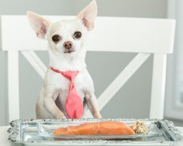 Sure, there are plenty of fish in the sea. But, salmon sure makes for a great option! Find out the benefits of salmon for dogs. Plus, feeding tips!