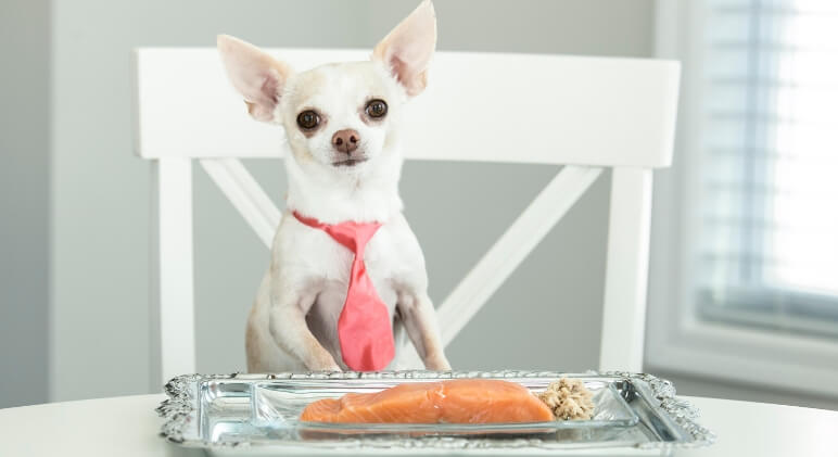 salmon fish for dogs