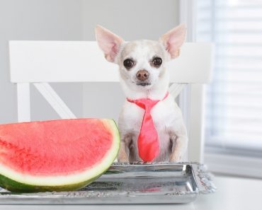To me, the epitome of summer is biting into a juicy piece of watermelon. As you take a bite, you may question: Can dogs eat watermelon too? Find out!