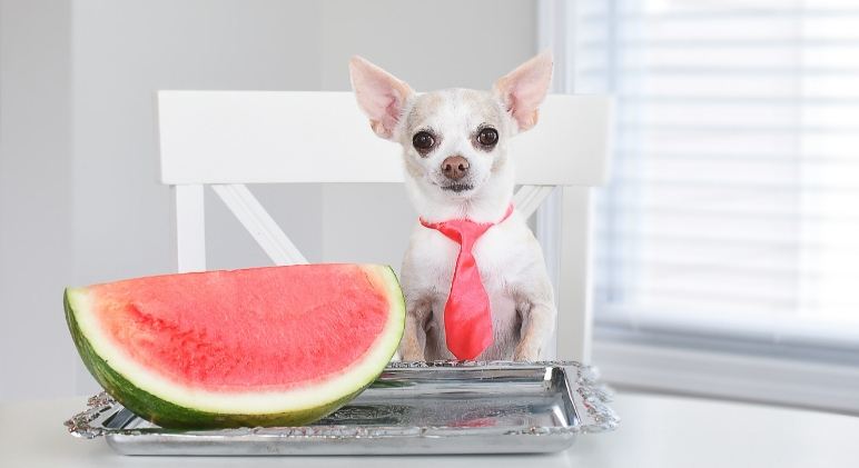 can my dog eat watermelon