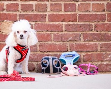 With so many different types of dog harnesses on the market, choosing the one for your pup can get confusing. Take a closer look at the pros & cons to each.