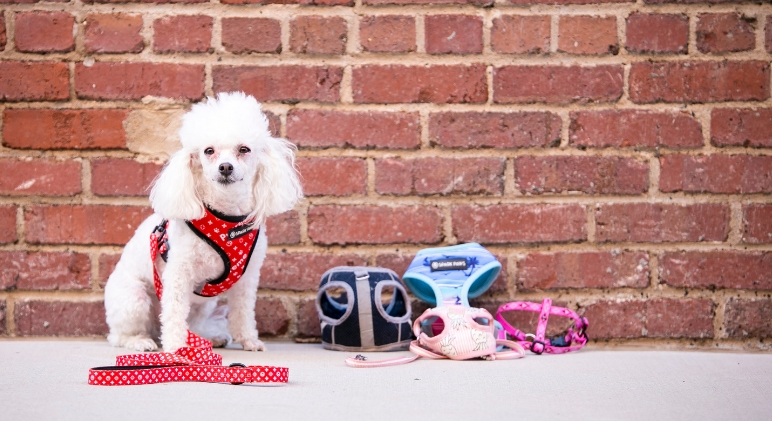 With so many different types of dog harnesses on the market, choosing the one for your pup can get confusing. Take a closer look at the pros & cons to each.