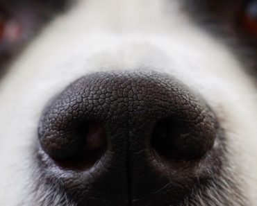 Researchers in the U.S and U.K. are on a mission to see if dogs can sniff out COVID-19 in humans. Read on for the details!