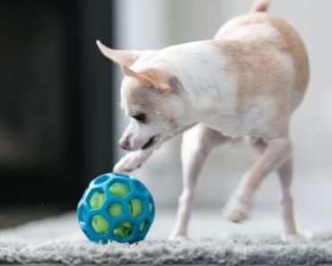 We just got a cool new dog toy that I can't wait to share with you! It's called a Hol-EE Roller and it's a flexible rubber ball that features lots of holes.