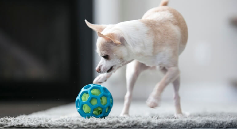 We just got a cool new dog toy that I can't wait to share with you! It's called a Hol-EE Roller and it's a flexible rubber ball that features lots of holes.