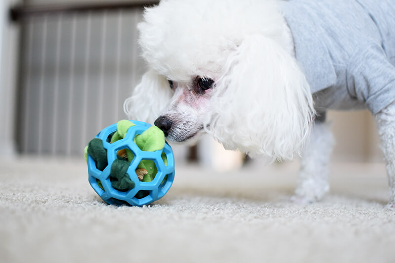 Rolling Ball Dog Toy