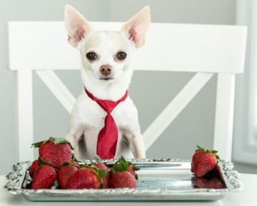 Just the thought of biting into red, juicy, sweet strawberries on a hot summer day makes me want to drool. But can we share them with our dogs? Find out!