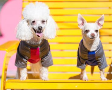 I've been having too much fun on Amazon, loading=