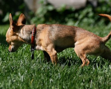 Knee deep in urine and feces... The joy of being a dog mom! If you just got puppy, then potty training is on your mind. Find out how to potty train your pup