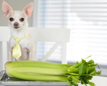 Celery isn't only a refreshing bite, it's also super healthy! While it's clear this veg is great for people, today's question is: Can dogs eat celery?