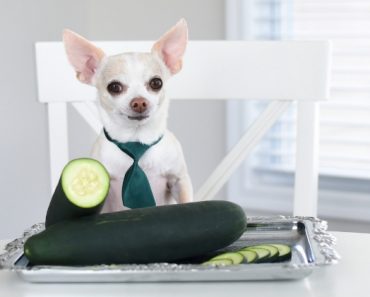 Offering up a crunchy texture and fresh flavor, cucumbers are the perfect addition to many dishes. But, can we share them with our dogs? Find out!