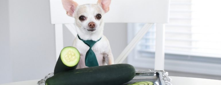 Offering up a crunchy texture and fresh flavor, cucumbers are the perfect addition to many dishes. But, can we share them with our dogs? Find out!