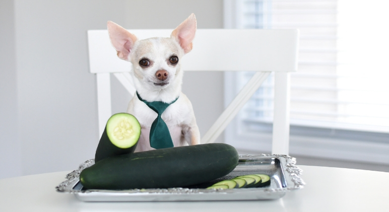 Offering up a crunchy texture and fresh flavor, cucumbers are the perfect addition to many dishes. But, can we share them with our dogs? Find out!