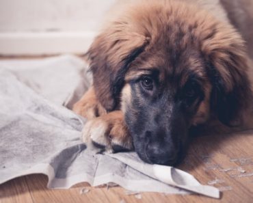 If your dog is trained to go on pee pads and you're ready to take the potty outside, don't worry! It's a doable task. Check out our simple weaning tips!