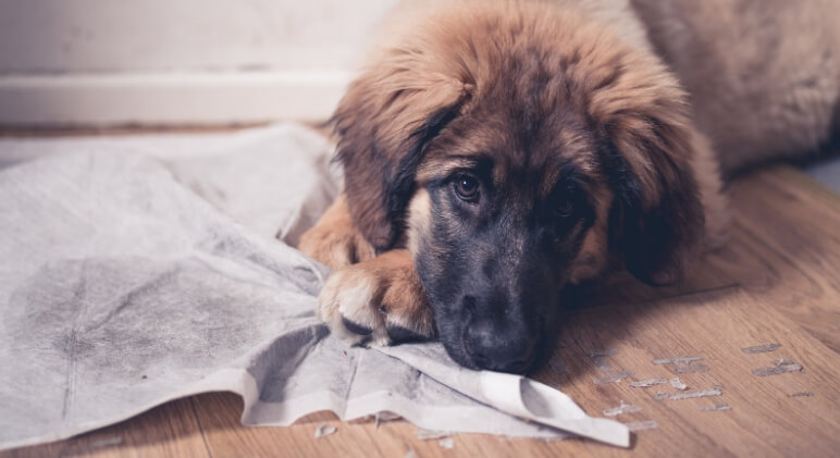 How To Wean Your Dog Off Pee Pee Pads 