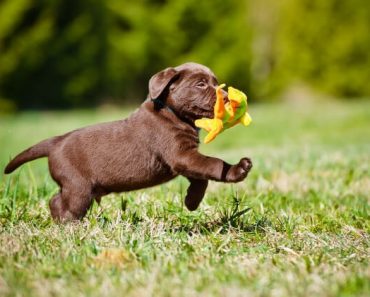 New to puppy parenthood? As you navigate the new experiences and challenges coming your way, here are some common mistakes to avoid!