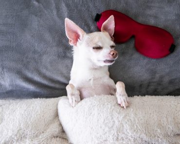 All sleeping pups are cute, but did you know your dog's sleeping position actually says a lot about his personality? Read on to decode popular positions!