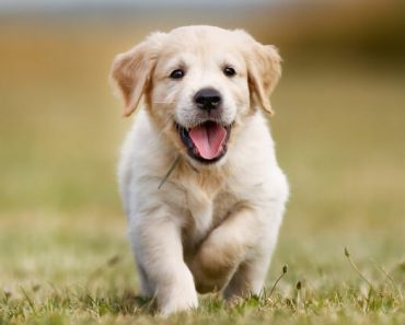 So you welcomed a puppy into your fam — congratulations! Chances are, you’ll be faced with many challenges in the upcoming weeks. Let these reads guide you!