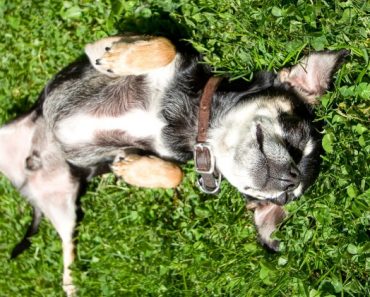 Have you ever watched your pup shimmy his back all over the grass with his paws waving in the air? Find out the reasons why dogs roll in the grass!
