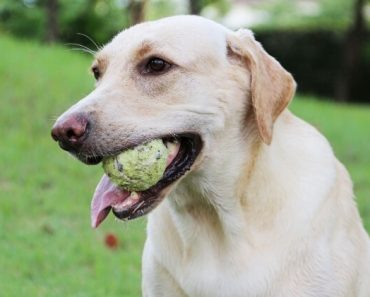Really, any small object that Fido can fit inside his mouth is a potential choking hazard. But the 10 things on this list are considered the most common choking hazards to our canine companions. 