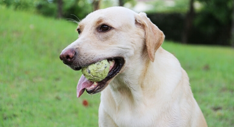 Really, any small object that Fido can fit inside his mouth is a potential choking hazard. But the 10 things on this list are considered the most common choking hazards to our canine companions. 