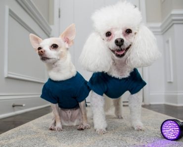 When it comes to day-to-day puppy parenting, there are a few things I couldn’t live without! Here’s a quick list of things I use every day as a dog parent.