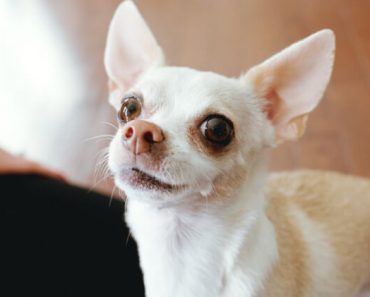 Dogs may not speak our same language, but they do communicate with us. Whining is just one way they talk! Find out 5 common reasons dogs whine.