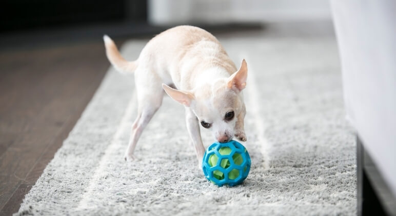 The Dog Toys And Treats You Should Avoid Buying At The Pet Shop