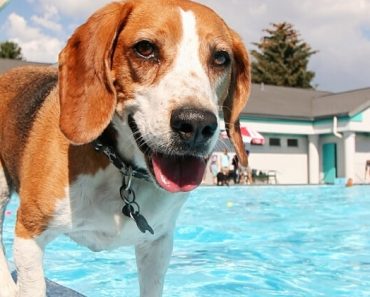 If you are planning on letting your pup take a dip in the pool this summer, check out these 6 tips to keep your dog safe in the water!